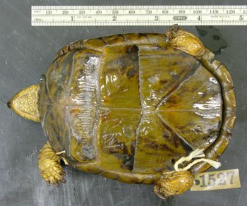 Media type: image; Herpetology R-1527